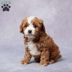 Hal, Cavapoo Puppy